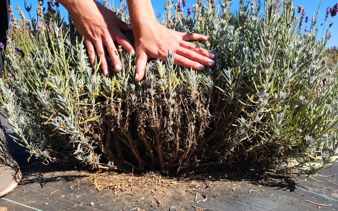 Prune your lavender before winter sets in. Here’s how…
