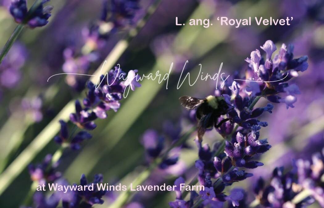Featured Plant: Lavandula angustifolia ‘Royal Velvet’