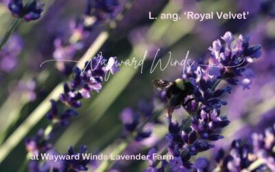 Featured Plant: Lavandula angustifolia ‘Royal Velvet’